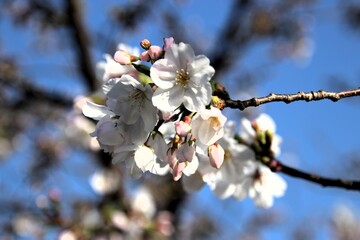 満開の桜