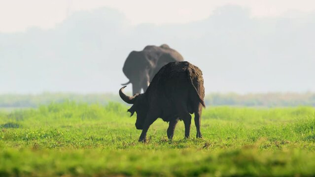 Close up of an African Buffalo and an Elephant grazing grass at Chobe National Park, Botswana, South Africa 