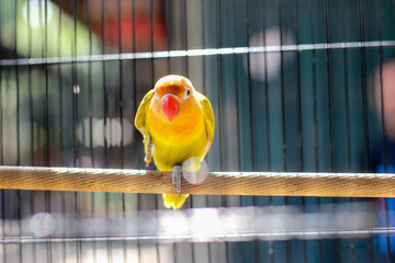 lovebird in a cage at the animal market