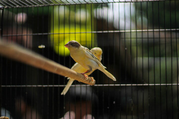 songbirds in cages at the animal market