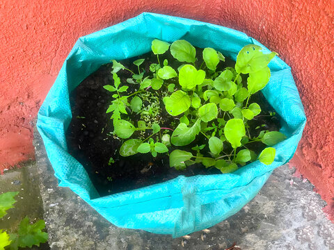 plant in a pot