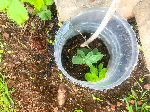 watering the plants