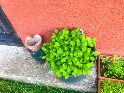 plant on the wall
