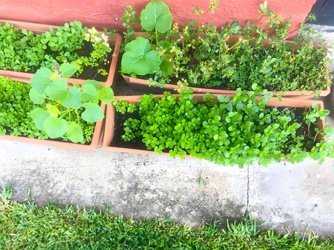 grass and garden