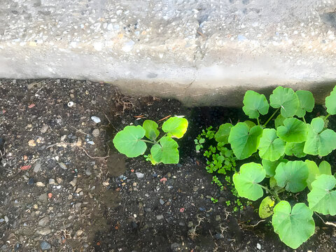 plant growing in the water