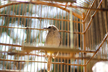 songbirds in cages at the animal market