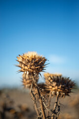 close up of dried thistle flower against blue sky
