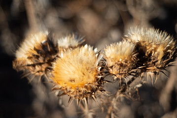in autumn you can apreciate the beauty of the dried thistle flowers