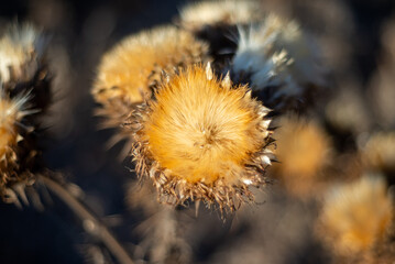 a very close up of a beautiful dried thistle, you can apreciate the delicate texture of the flower