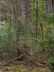Gefällte Bäume im Mischwald
