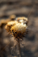 close up of dried thistle flower
