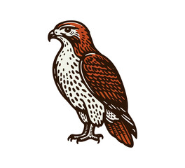 Red-tailed hawk hand drawn vector illustration