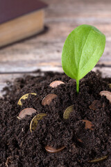 Green plant in soil with golden coins and holy bible book in the background. Close-up. Selective...
