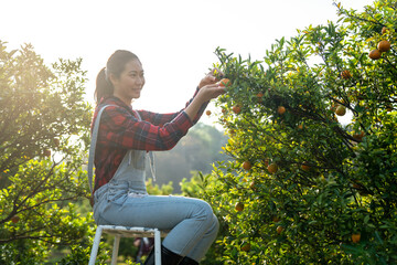 Happy Young Asian woman farmer working in organic orange orchard. Attractive girl farm owner...