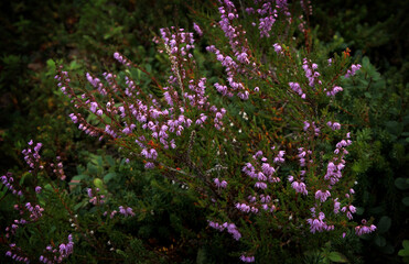 Blooming heather on the shore of a fjord in Norway