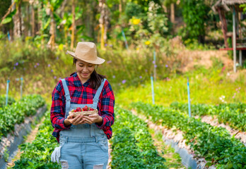 Happy Young Asian woman farmer working in organic strawberry farm. Attractive girl farm owner harvesting ripe strawberry in the garden. Agriculture food product industry and small business concept.