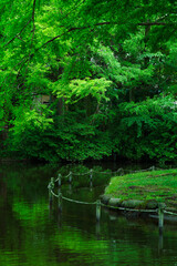 Fresh Greenery in Expo'70 Commemorative Park (万博記念公園)	