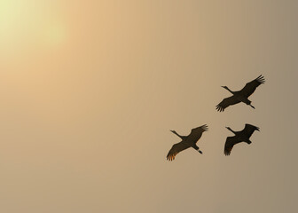 Sandhill cranes (Grus canadensis) in flight; Crane Trust; Nebraska - 773522643