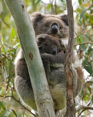 Mother Koala cuddling her baby - one of the most beautiful things on planet Earth