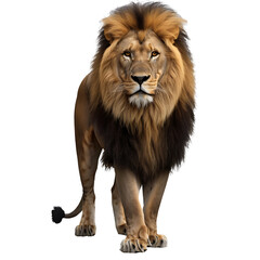 lion isolated on transparent background 