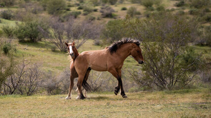 Buckskin and bay wild horse stallions biting while fighting in the springtime desert in the Salt River wild horse management area near Mesa Arizona United States