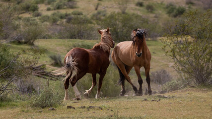 Wild horse stallions fighting in the springtime desert in the Salt River wild horse management area...