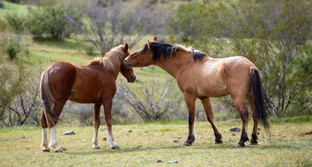 Wild horse stallions facing off before fighting in the Salt River area near Mesa Arizona United States