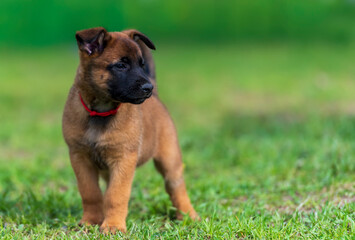 Portrait of two month old belgian shepherd malinois puppy