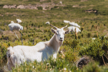 goat in the valley of Andes mountains