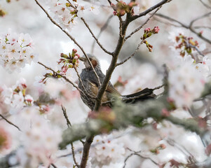 桜とヒヨドリ
