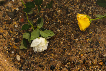 A yellow and a white flower in the water on the beach. Cloudy day.
