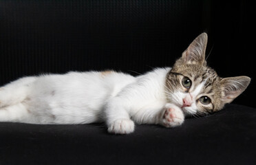 Tabby green-eyed domestic cat close up on black background. Playful cat looking forward.