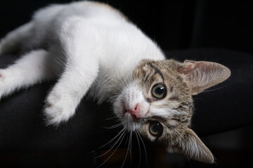 Tabby green-eyed domestic cat close up on black background. Playful cat looking forward.
