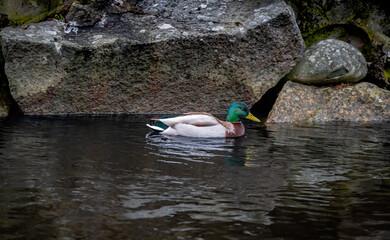 Female duck in a lake with many stones in early spring