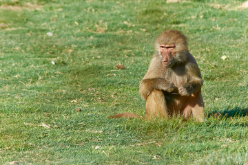 Primate baboon portrait looking left in a natural environment. Scientific name is Papio hamadryas