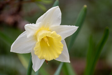 Obraz premium 春の庭の雨上がりのスイセン 