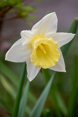 春の庭の雨上がりのスイセン
