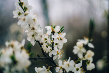 Cherry Plum Blossom in Early Spring, Selective Focus, Blurred Background - 773540207