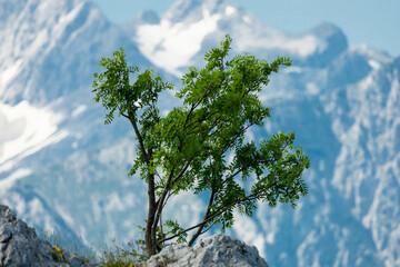 View of a Small Tree and Mountains in the Background, Velika Planina, Slovenia - 773540235
