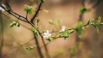 Blooming Apple Tree, Blurred Background, Selective Focus - 773540241