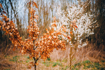 Spring Blooming Trees, Blurred Background, Selective Focus - 773540267