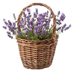 a photo of a woven gardening basket with flourishing lavender plants, isolated on a white background PNG