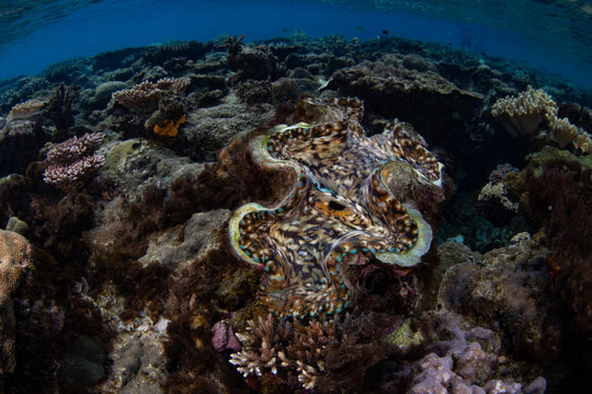A colorful giant clam, Tridacna squamosa, has grown on a shallow coral reef in Raja Ampat, Indonesia. A variety of giant clam species exist throughout the Coral Triangle.