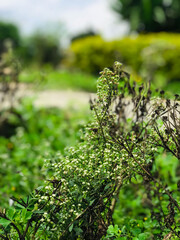 a bush with green leaves and flowers in the middle of a field