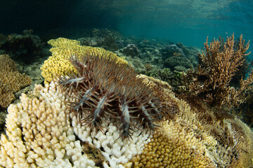 A Crown of thorns sea star, Acanthaster planci, feeds on coral on a reef in Raja Ampat, Indonesia....