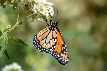 Southern monarch butterfly (Danaus erippus) on Austroeupatorium inulifolium wildflower