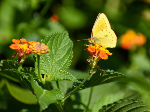 Yellow butterfly colias lesbia, spanish name Isoca de la alfalfa, on a Lantana camara wildflower