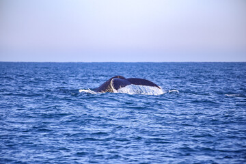 whale tail in the sea
