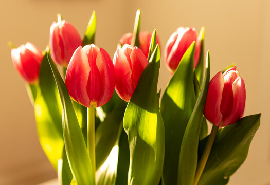 bouquet of tulips