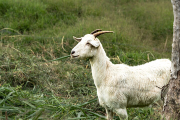 alpine or saanen white goat eating grass